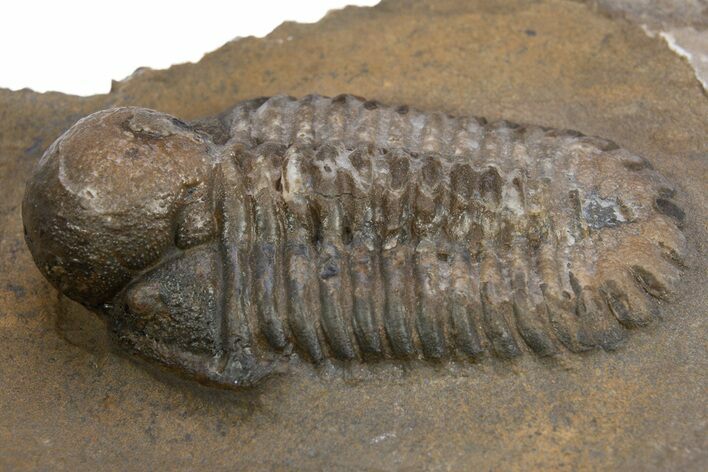 Bubble Nose Actinopeltis Trilobite - Rare Species #312794